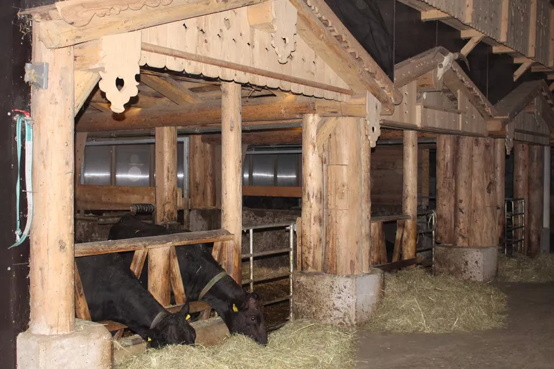Zwei Kühe im Wagyu Stall beim fressen Zwei Kühe im Wagyu Stall beim fressen