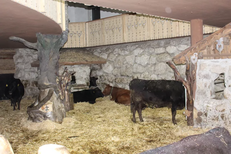 Freilaufstall von den Wagyu Rindern Freilaufstall von den Wagyu Rindern
