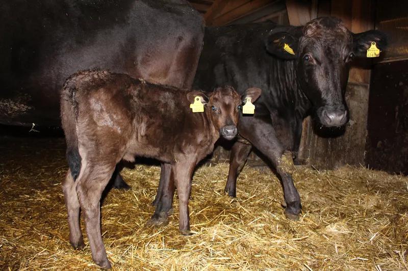 Wagyu Stall mir Jungrind und Mutterkuh Wagyu Stall mir Jungrind und Mutterkuh